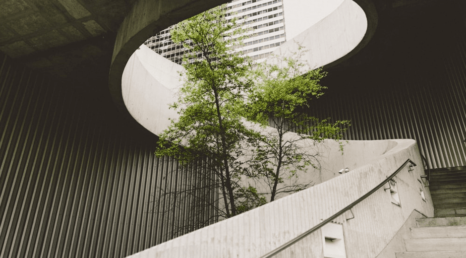 Winding staircase with tree growing through the middle